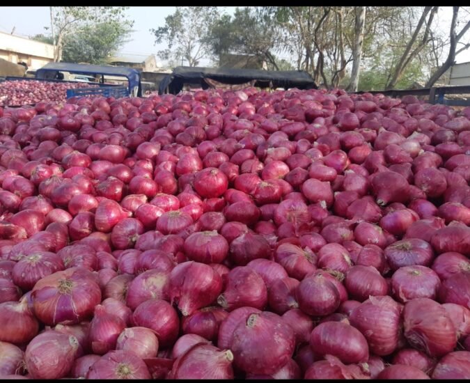 RED ONION